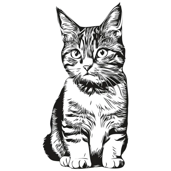 Beyaz arka planda kedi resmi, kedicik.