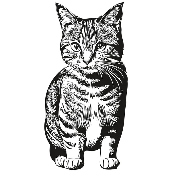 Hand Drawn Cat White Background Kitte — Stock Vector