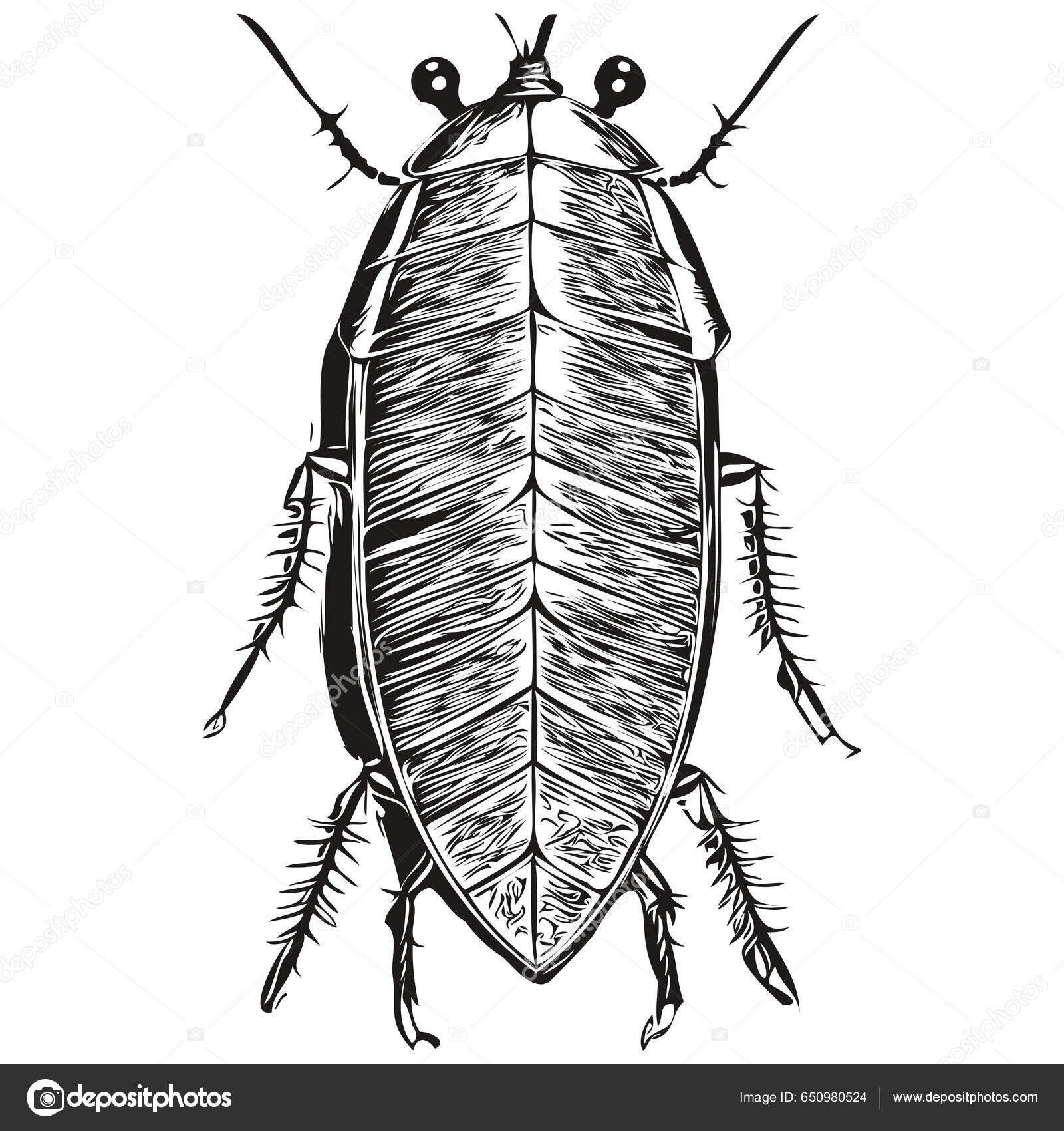 Kakerlak Logo Sort Hvid Illustration Hånd Tegning Kakerlak Stockvektor ...