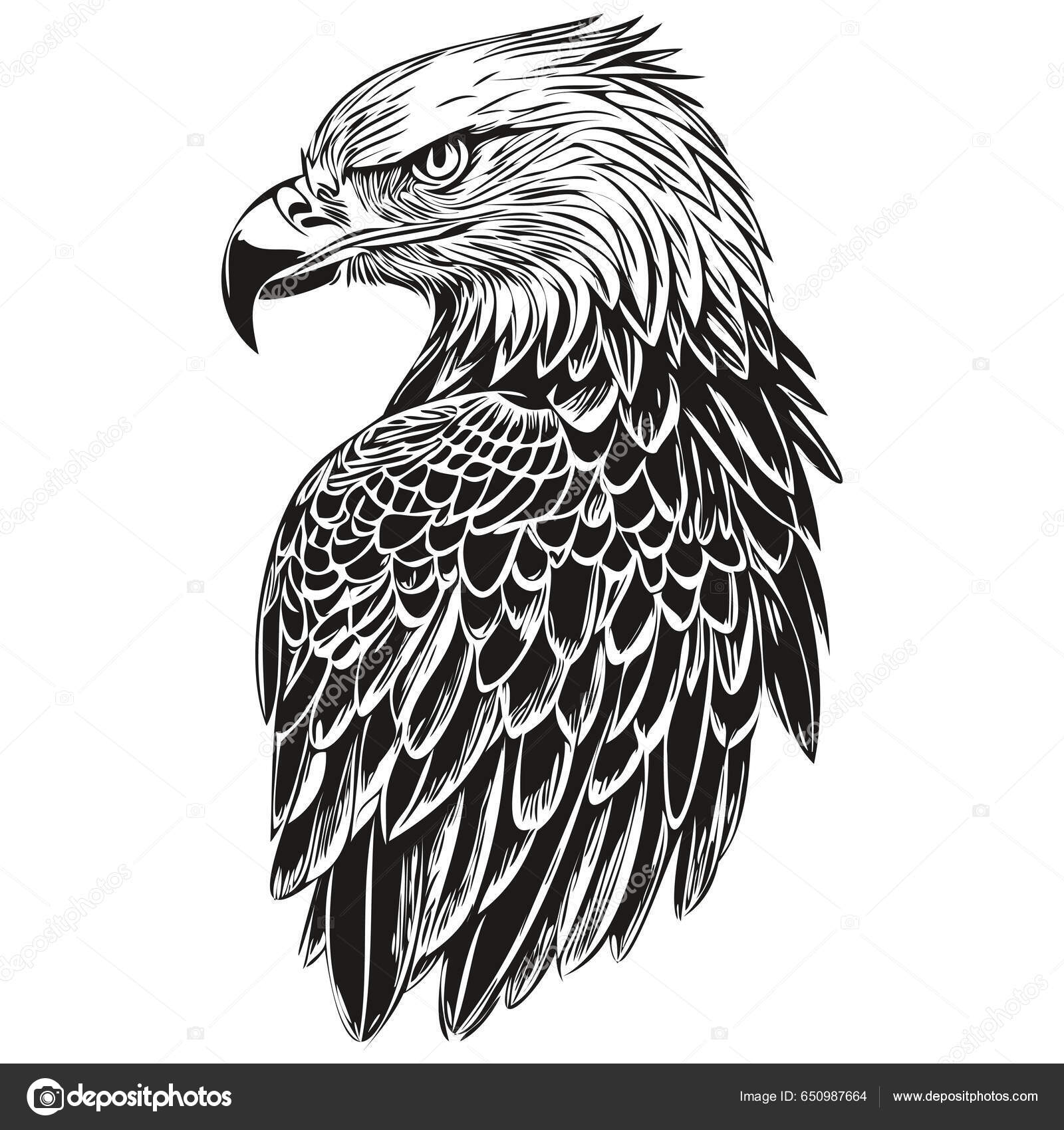 Desenho Águia Desenho Manual Vida Selvagem Estilo Gravura Vintage Bir Vetor  de stock de ©svetomircomua 650987664, image size:1600x1700