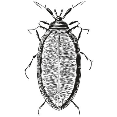 Siyah ve beyaz çizgisel boya hamamböceği vektör illüstrasyon hamamböceği çizer