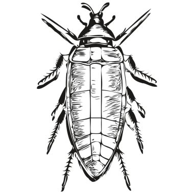 Hamamböceği logosu, siyah beyaz çizim el hamamböceği çizimi.