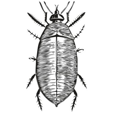 Hamamböceği çizimleri, şeffaf arkaplan çizimleri, el çizimi hamamböceği resimleri.
