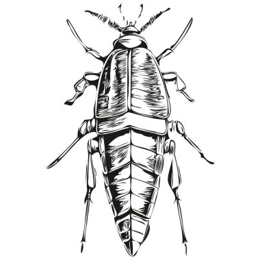 Hamamböceği çizimleri, şeffaf arkaplan çizimleri, el çizimi hamamböceği resimleri.