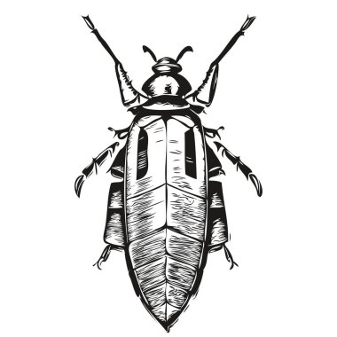 Hamamböceği vektör çizim çizgisi siyah beyaz hamamböceği çiziyor