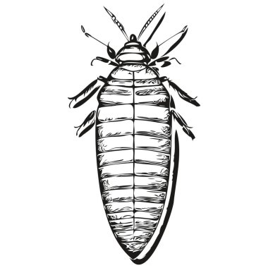 Hamamböceği resimlerini klasik el çizimi hamamböceği resmine kazıyın.