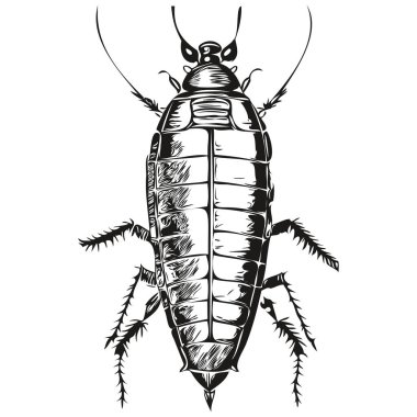 Beyaz arka planda el çizimi hamamböceği, hamamböceği.