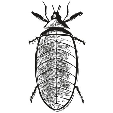 Gerçekçi hamam böceği vektörü, el çizimi hayvan resimli hamamböceği.