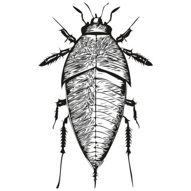 Gerçekçi hamam böceği vektörü, el çizimi hayvan resimli hamamböceği.