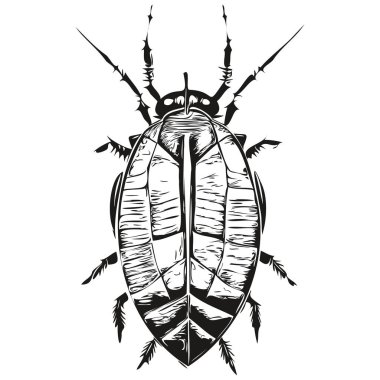 Gerçekçi hamam böceği vektörü, el çizimi hayvan resimli hamamböceği.