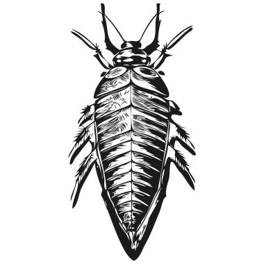 Beyaz arka planda bir hamamböceğinin silüetinin vektör görüntüsü, hamamböceği.