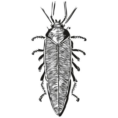 Beyaz arka planda bir hamamböceğinin silüetinin vektör görüntüsü, hamamböceği.