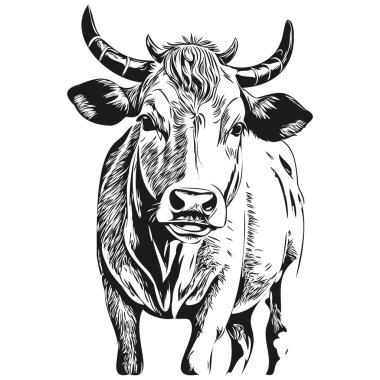 Beyaz arka planda bir ineğin silüetinin vektör görüntüsü, Cal.