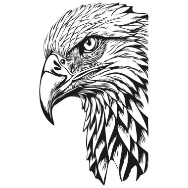 kartal çizimleri, şeffaf arkaplan, el çizimi çizimi bir