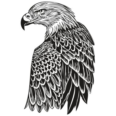 Gerçekçi kartal vektörü, el çizimi hayvan çizimi bir