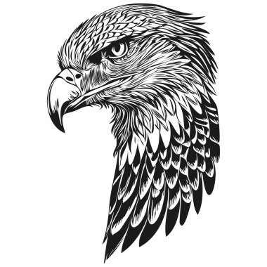 Gerçekçi kartal vektörü, el çizimi hayvan çizimi bir