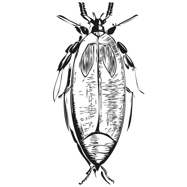 Siyah Beyaz Çizgisel Boya Hamamböceği Vektör Illüstrasyon Hamamböceği Çizer — Stok Vektör