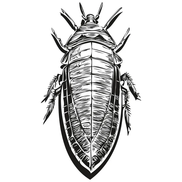 黑白直线油漆画蟑螂矢量图解蟑螂痛 — 图库矢量图片