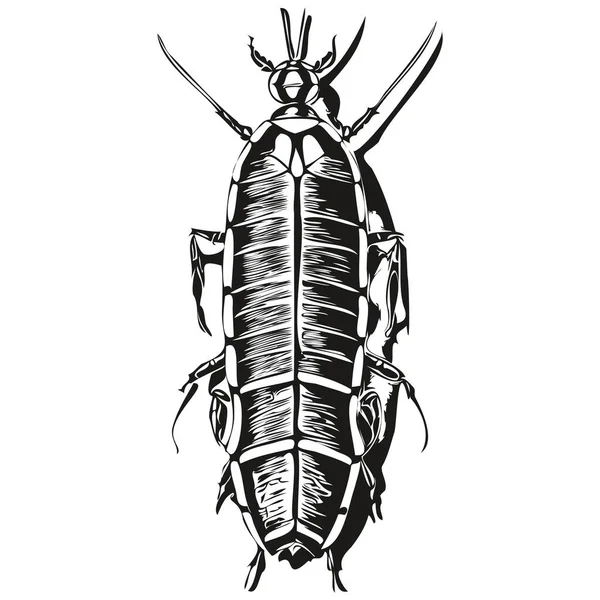 Black White Linear Paint Draw Cockroach Vector Illustration Cockroache — Stock Vector