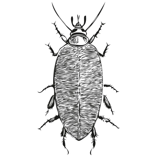黒と白の線画はゴキブリのベクトル図を描くゴキブリ — ストックベクタ
