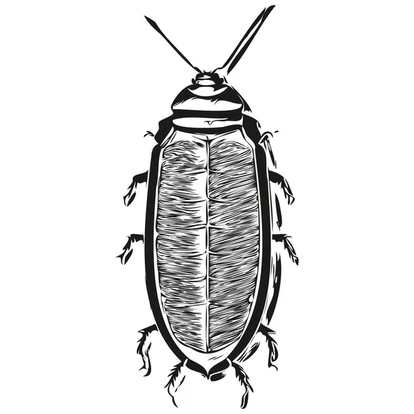 Hamamböceği Vintage Illüstrasyon Siyah Beyaz Vektör Sanat Hamamböceği — Stok Vektör