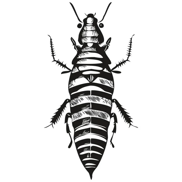 Cucaracha Vintage Ilustración Blanco Negro Vector Arte Cucaracha — Archivo Imágenes Vectoriales