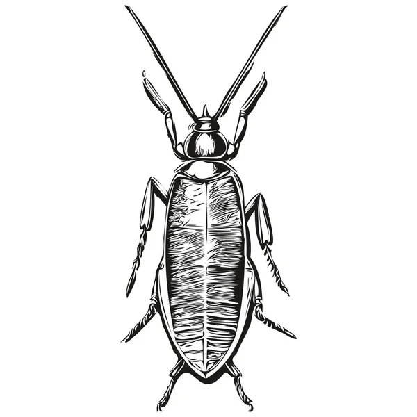 Cucaracha Vintage Ilustración Blanco Negro Vector Arte Cucaracha — Vector de stock