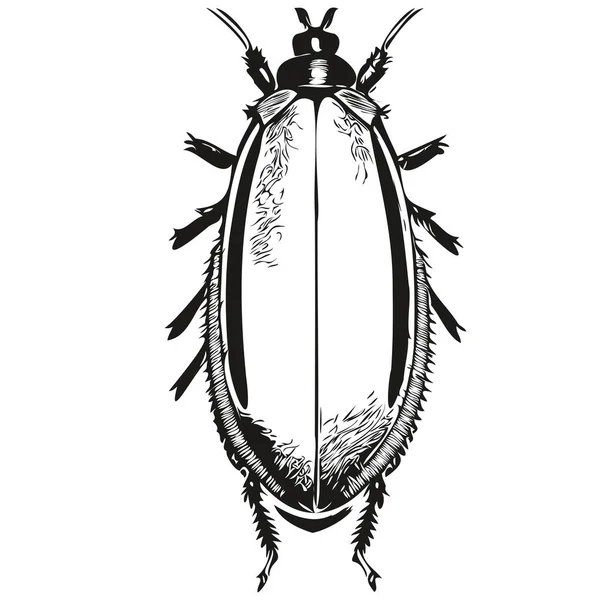 Kakkerlak Vintage Illustratie Zwart Wit Vector Art Kakkerlak — Stockvector