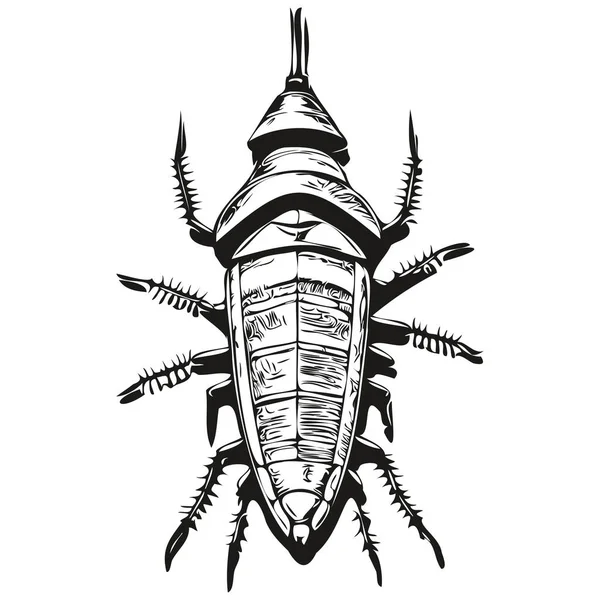 Логотип Таракана Черно Белая Иллюстрация Ручной Работы Таракана — стоковый вектор