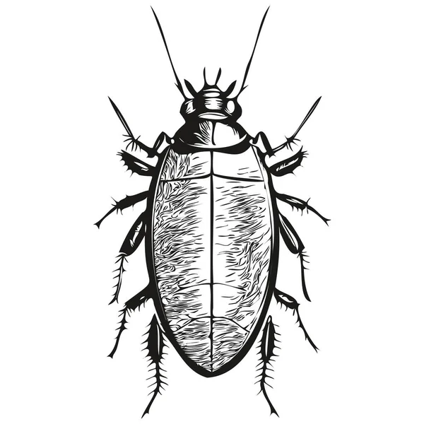 Hamamböceği Logosu Siyah Beyaz Çizim Hamamböceği Çizimi — Stok Vektör