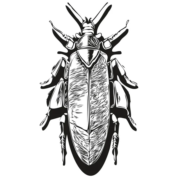 Kakkerlak Logo Zwart Wit Illustratie Handtekening Kakkerlak — Stockvector