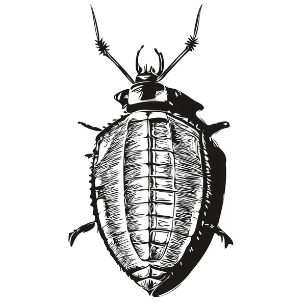 Kakkerlak Logo Zwart Wit Illustratie Handtekening Kakkerlak — Stockvector