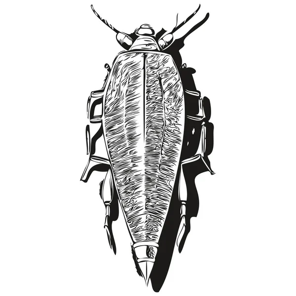 Hamamböceği Çizimi Vahşi Yaşamın Çizimi Klasik Gravür Stili Vektör Illüstrasyon — Stok Vektör
