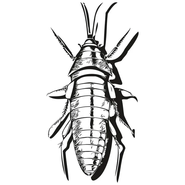 蟑螂草图 野生动物手绘 老式雕刻风格 病媒图解蟑螂 — 图库矢量图片