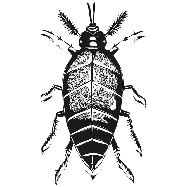 Kakkerlak Schetsen Omtrek Met Transparante Achtergrond Met Hand Getekend Illustratie — Stockvector