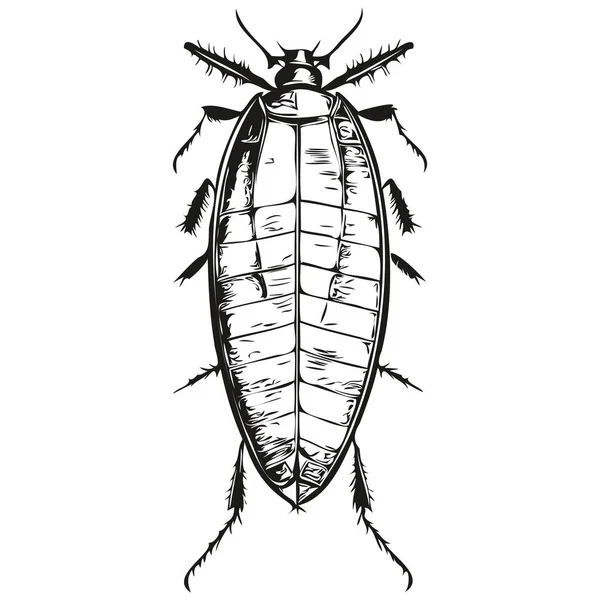 ゴキブリのスケッチ 透明な背景の輪郭線 手描きのイラストゴキブリ — ストックベクタ