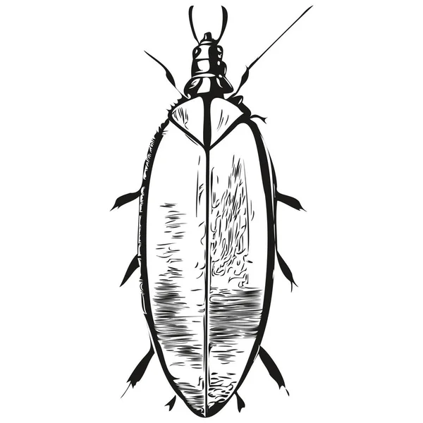蟑螂草图 轮廓透明背景 手绘插图蟑螂 — 图库矢量图片