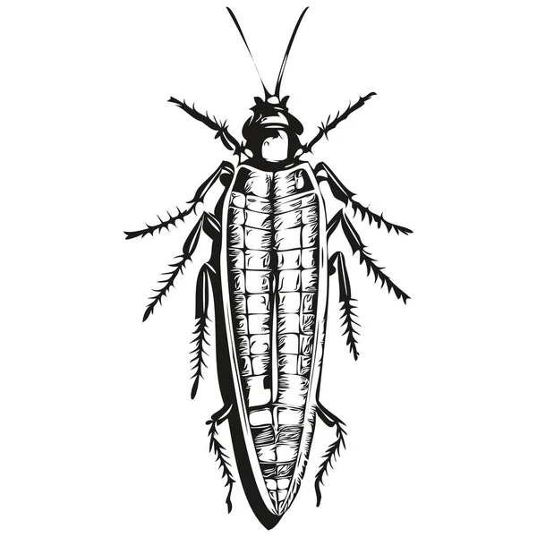 Bocetos Cucaracha Contorno Con Fondo Transparente Ilustración Dibujada Mano Cucaracha — Archivo Imágenes Vectoriales