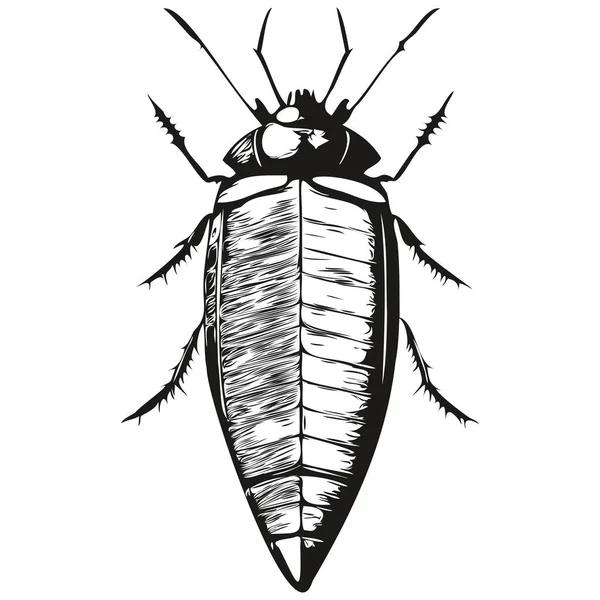Cockroach Sketches Outline Transparent Background Hand Drawn Illustration Cockroache — Stock Vector