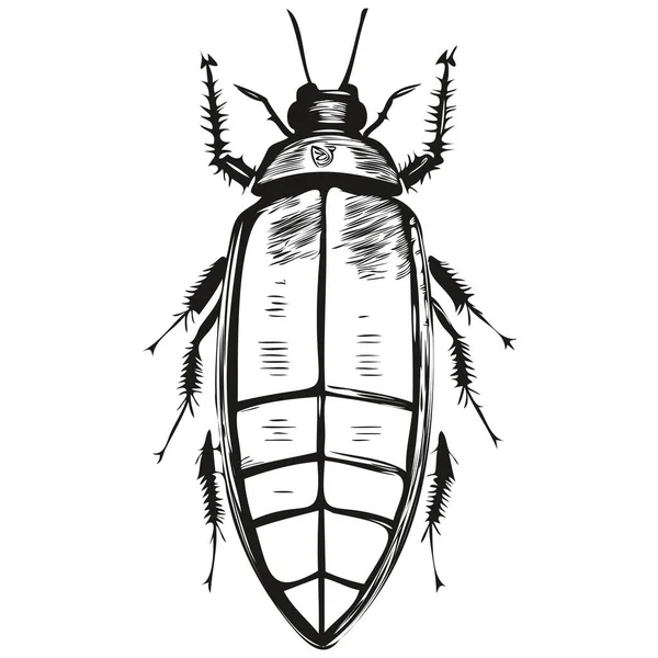 Cockroach Sketchy Graphic Portrait Cockroach White Background Cockroache — Stock Vector