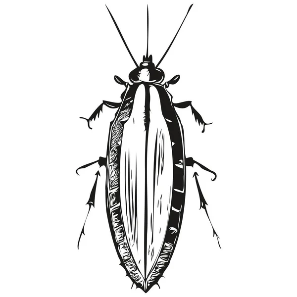 Hamamböceği Kabataslak Beyaz Arka Planda Bir Hamamböceğinin Grafik Portresi Hamamböceği — Stok Vektör
