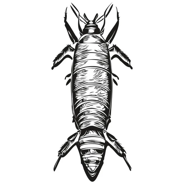 Kakkerlak Vector Illustratie Lijn Kunst Tekening Zwart Wit Kakkerlak — Stockvector