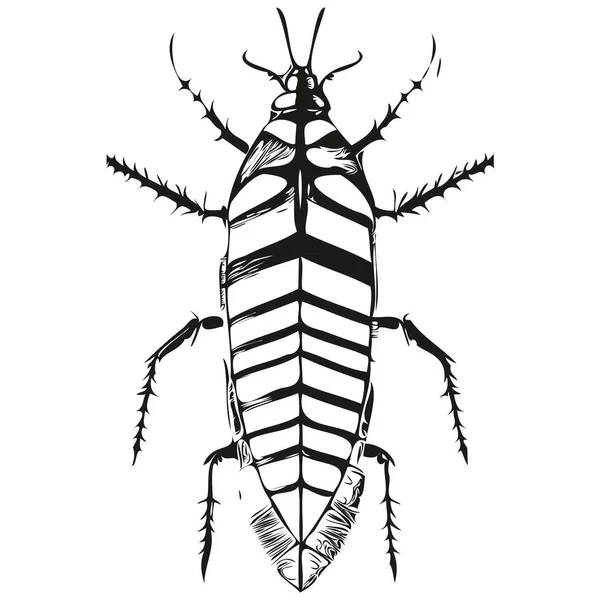 ゴキブリベクトル線画黒と白のゴキブリを描く — ストックベクタ