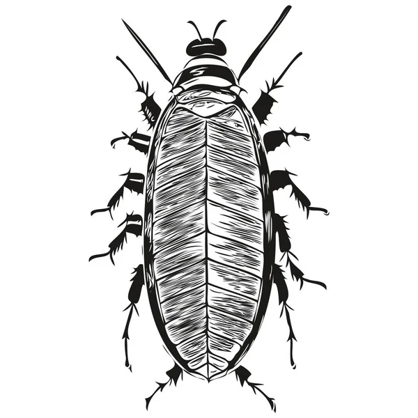 蟑螂矢量画线艺术画黑白蟑螂的艺术 — 图库矢量图片