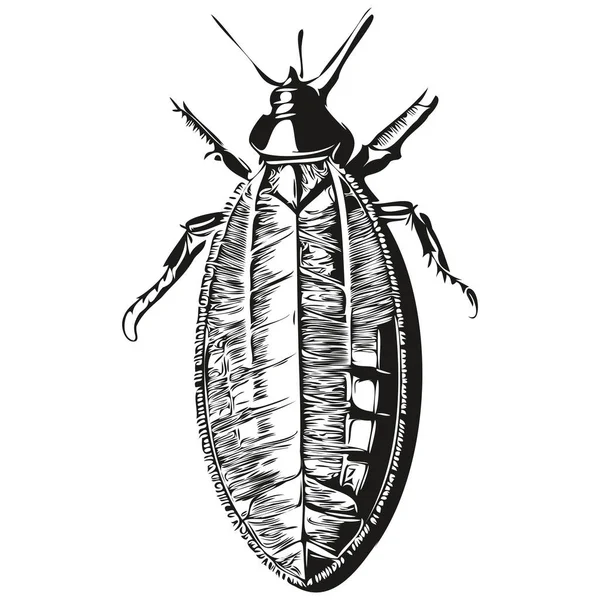 Cockroach Vector Illustration Line Art Drawing Black White Cockroache — Stock Vector