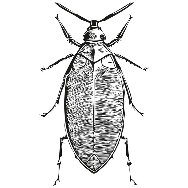 Engrave Cockroach Illustration Vintage Hand Drawing Style Cockroache — Stock Vector
