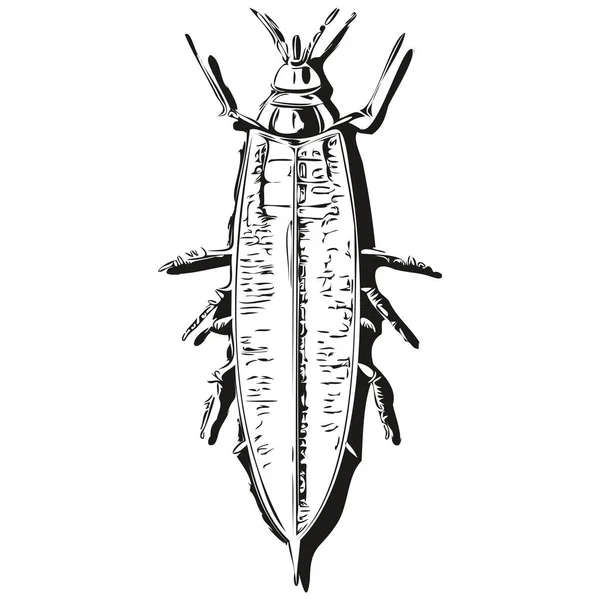 老式手工绘图风格蟑螂的雕刻蟑螂图解 — 图库矢量图片