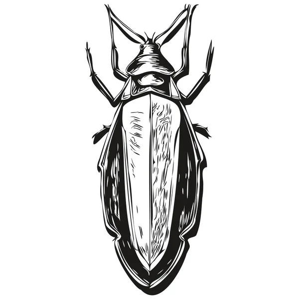 Hand Drawn Cartoon Cockroach Vector Vintage Illustration Cockroache — Stock Vector