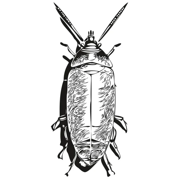 Hand Drawn Cartoon Cockroach Vector Vintage Illustration Cockroache — Stock Vector