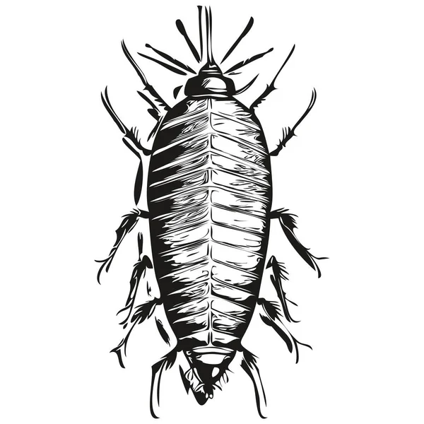 Hand Drawn Cockroach White Background Cockroache — Stock Vector
